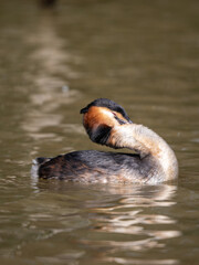 Great Crested Grebe on Water