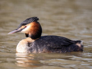 Great Crested Grebe on Water