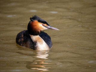 Great Crested Grebe on Water