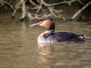 Great Crested Grebe on Water