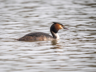 Great Crested Grebe on Water