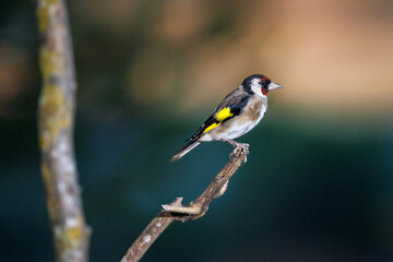 European goldfinch. (Carduelis carduelis).
