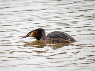 Fototapeta premium Great Crested Grebe on Water