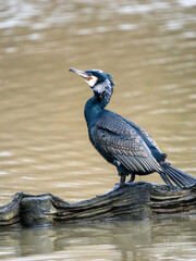 Cormorant Sunbathing, Drying Out Feathers