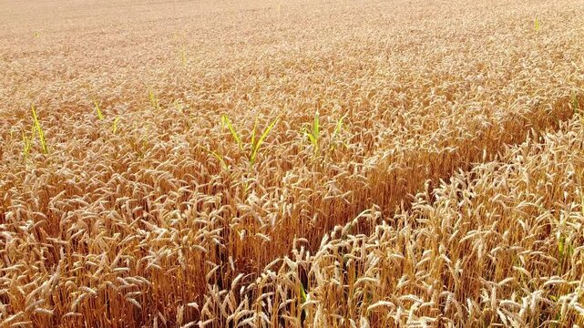 golden wheat field