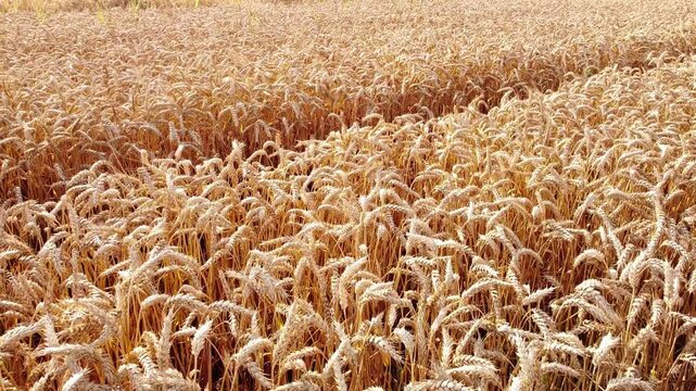 wheat field close up