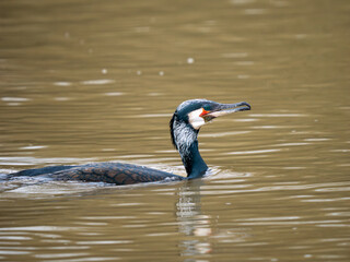 Cormorant Swimming on a Lake