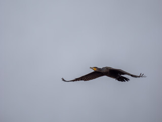 A Cormorant Bird in Flight