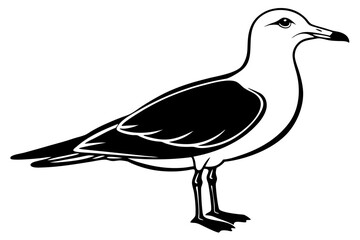 gull silhouette vector