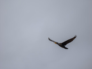 A Cormorant Bird in Flight