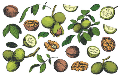 Hand drawn sketch vector illustration of walnuts. Open walnut kernel, branch with leaves and nuts, cut fruits. Colored engraving on white background. Clipart set for organic food, oil, liqueur.