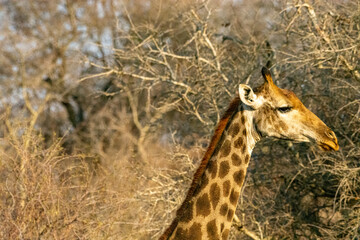 Giraffe