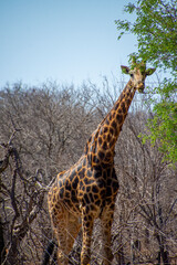 Giraffe