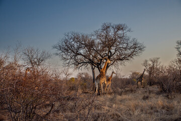 Giraffe