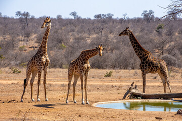 Giraffes at Waterhole