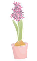 blooming hyacinth in a pot