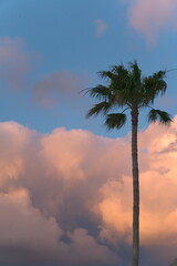 beautiful palm tree in the sunset (Ver. 3)