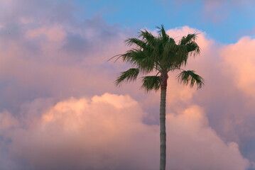 beautiful palm tree in the sunset (Ver. 2)