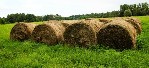 Harvesting in summer © Ania