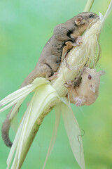 An adult sugar glider is eating young corn pods. This mammal has the scientific name Petaurus...