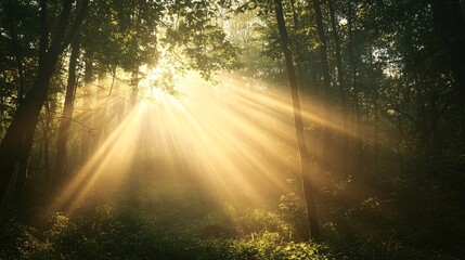 Sunbeams Illuminating a Misty Forest Path