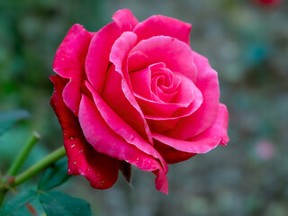 Beautiful deep pink rose bloom, variety Charisma