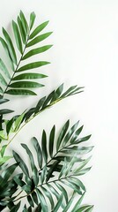 Green Palm Leaves on White Background
