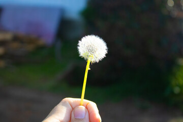 dandelion in the hand