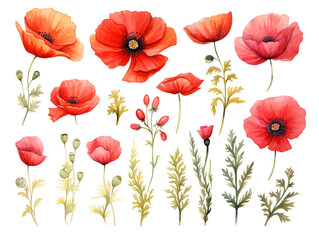 Fototapeta premium Awesome close up of a bunch of red flowers on a white background