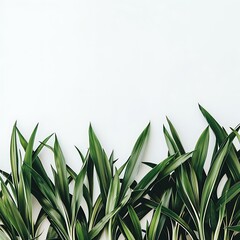 Obraz premium Green Leaves on White Background Minimalist Nature Photography