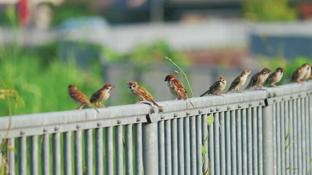 Dusk, sparrows singing and playing, so cute!