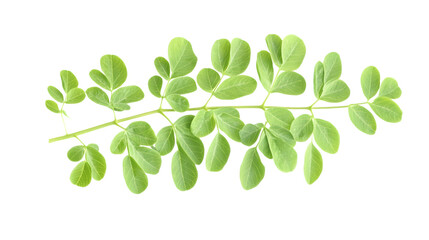 Fototapeta premium Isolated moringa leaf branch on transparent background highlighting lush green foliage