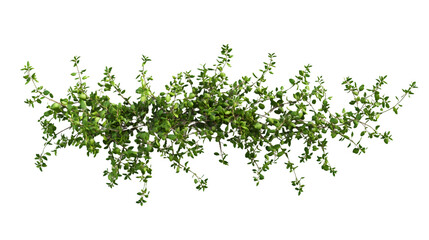 Lush green foliage isolated on transparent background