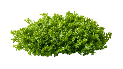 Obraz premium Fresh green parsley leaves isolated on transparent background