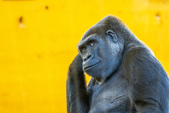 A gorilla is standing in front of a yellow wall