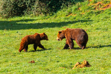 Two bears walking in a grassy field