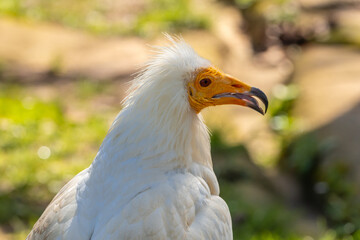 A white bird with a yellow beak is standing in a grassy area