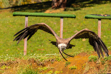 A bird with a long tail is flying over a grassy area