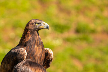 A large brown eagle is standing on a grassy hillside