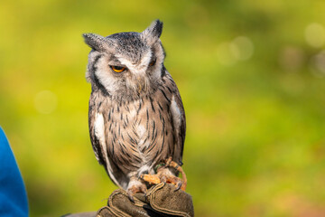 A person is holding an owl in their hand