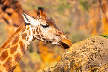 Obraz premium A giraffe is eating grass from a rock