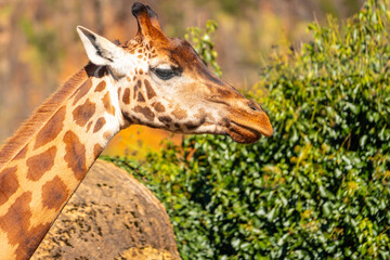 A giraffe is looking at the camera with its mouth open