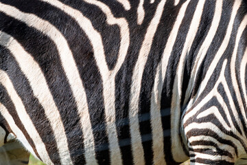 The zebra's stripes are black and white