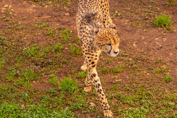 A cheetah is walking through a grassy area