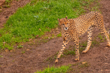 A cheetah is walking on a dirt road