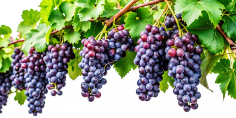 Grapevines isolated on white t background.AI GENERATED	