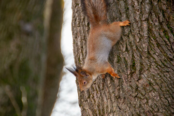 adventure climbing high wire park - people on course in mountain helmet and safety equipment. High quality photo. High quality photo
