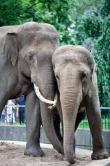 Fototapeta premium Couple of Asian Elephants Enjoying Each Other\'s Company at Berlin Zoo