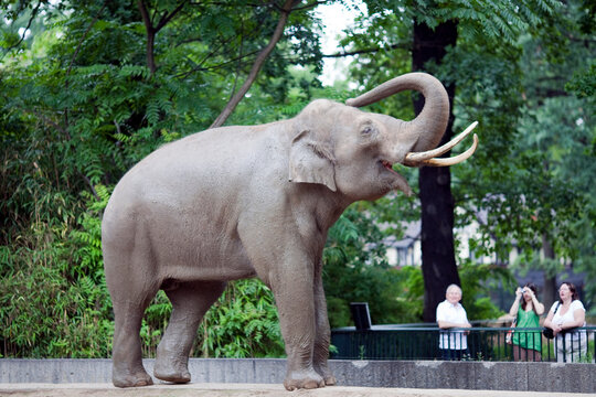 Berlin, Germany, July 21 2009, Asian Elephant Interacting With Visitors at Berlin Zoo in Germany