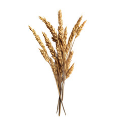 Golden wheat stalks against transparent background: nature's bounty highlighted